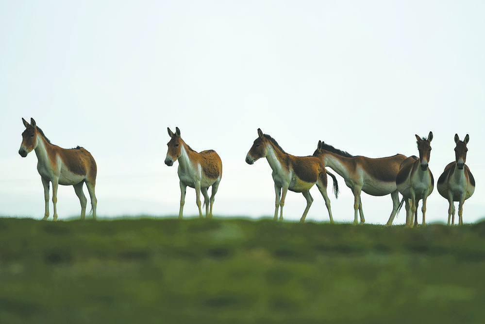 ����ͣͣ�Ĳ�Ұ�H