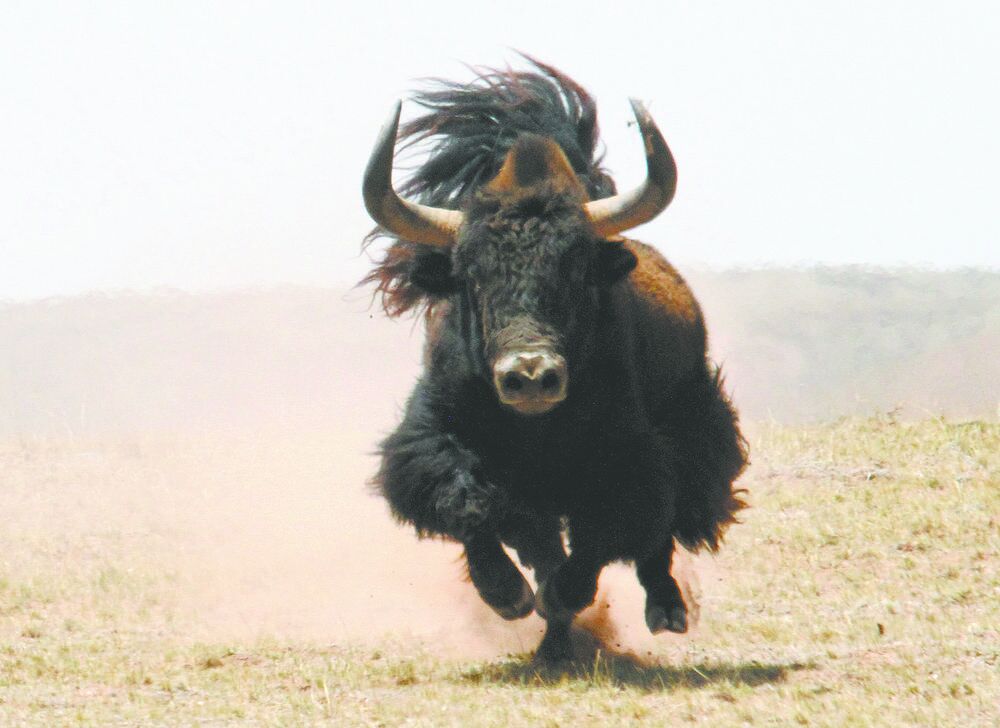 ������ԴС�ٿơ�Ұ��ţ