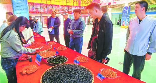 柴達木枸杞映紅豐收季