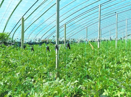 綠色食品是怎樣認證的