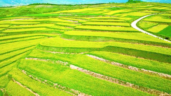 【生態觀察】海東:以“綠”為媒, 探索生態產品價值新路徑