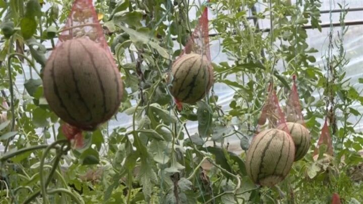 �ຣͬ�£���Ұ��������S����