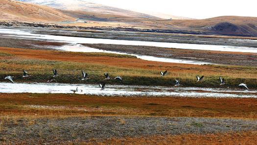 三江源,野生動物的天堂