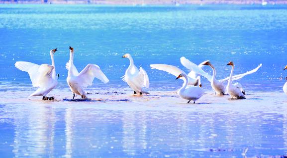 ���������ӡ�����ຣ�����Z����