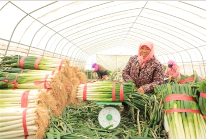 縣委書記一天賣出400噸大蔥