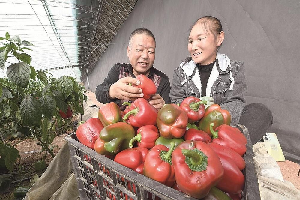 青海樂都彩椒端上俄羅斯人餐桌