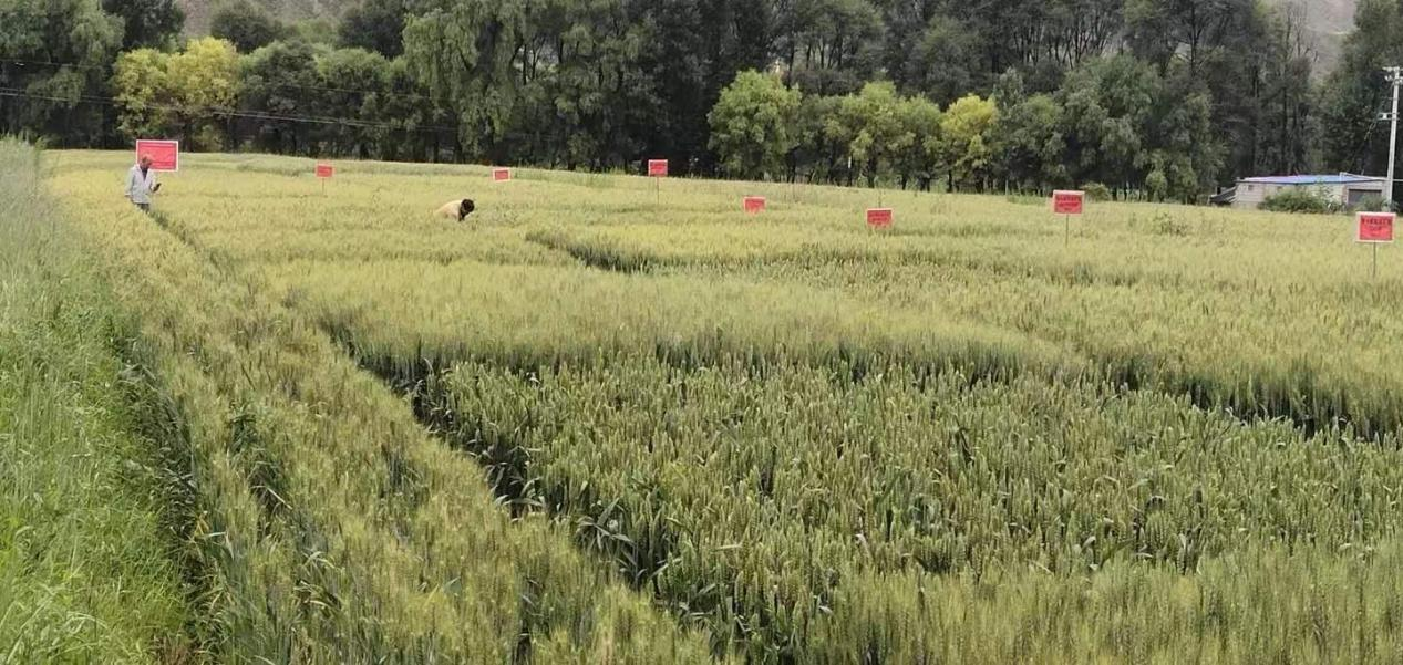 青海貴德:全力打造綠色農(nóng)業(yè)新圖景
