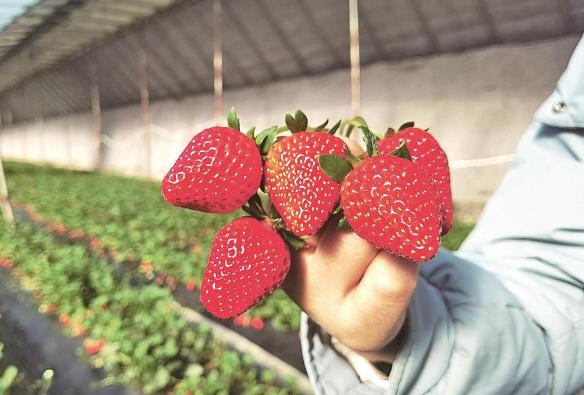 西寧湟中300多畝草莓上市啦