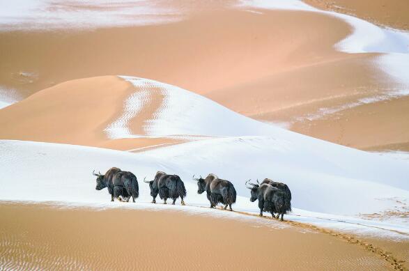 青海:鋪展生態文明秀美長卷