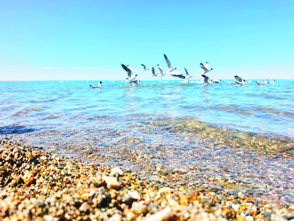 【新時代 新征程 新偉業 】厚植生態底色 永葆大湖澄澈——青海湖生態系統保護和綜合治理工作綜述
