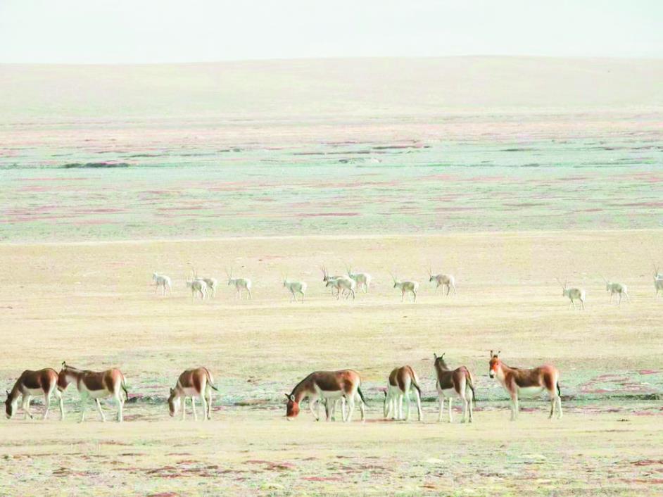 白瑪謝拉的小幸福