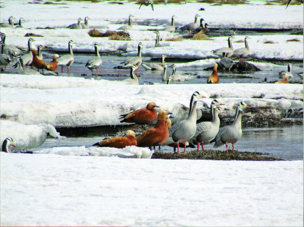 隆寶:環保衛士守護高原濕地