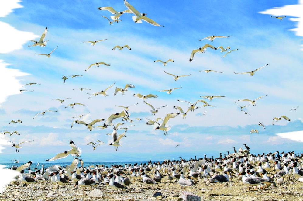 青海湖,奏響綠色發展的歡歌