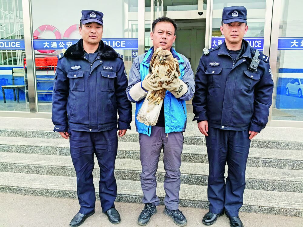 大通警民救助一只大鵟