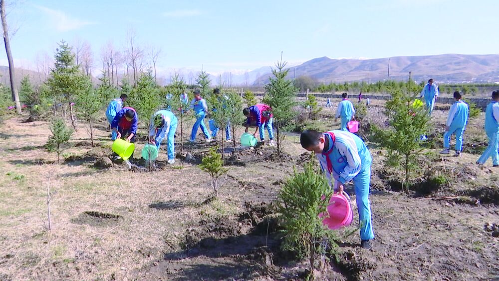 【國土綠化 美化家園】青海互助:今春80萬株綠植“妝扮”綠色土鄉(xiāng)