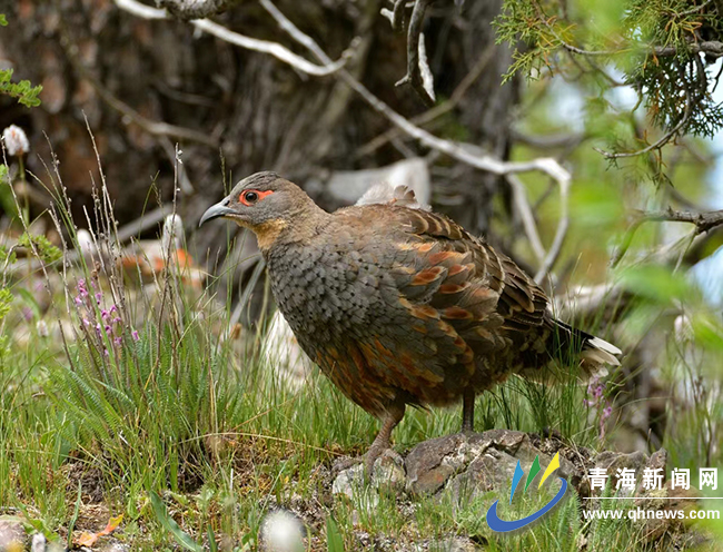 �ຣ�״�ϵ�y�_չ�S�������Ͱ��R�u�{��O�y����