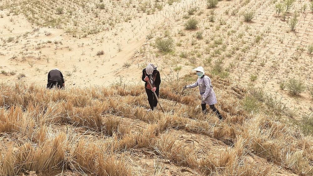 鎖住黃沙頭 筑起新綠洲