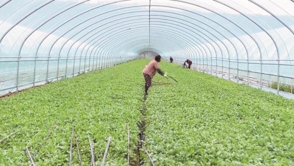 青海大通頭茬茼蒿銷往北上廣深