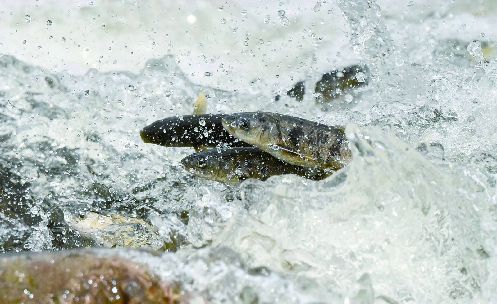 QQ�DƬ20240717053852