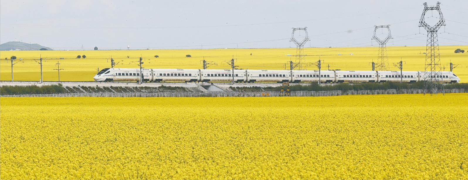 門源油菜花海進(jìn)入最佳觀賞季