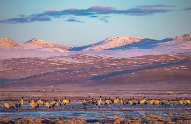光影為筆 繪寫江源玉樹——寫在第二屆中國野生動物攝影大展開幕之際