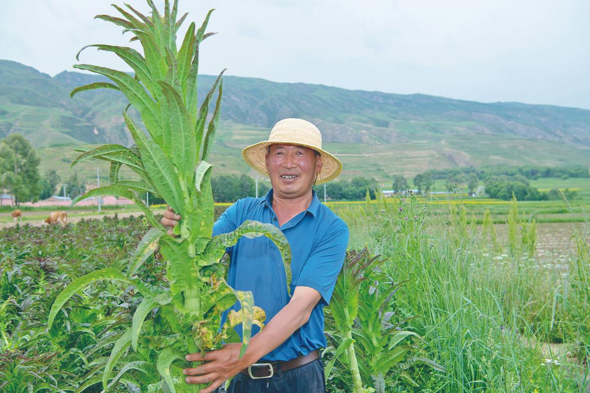 【鄉(xiāng)村振興在青海】深耕“一籃菜” 致富一方人