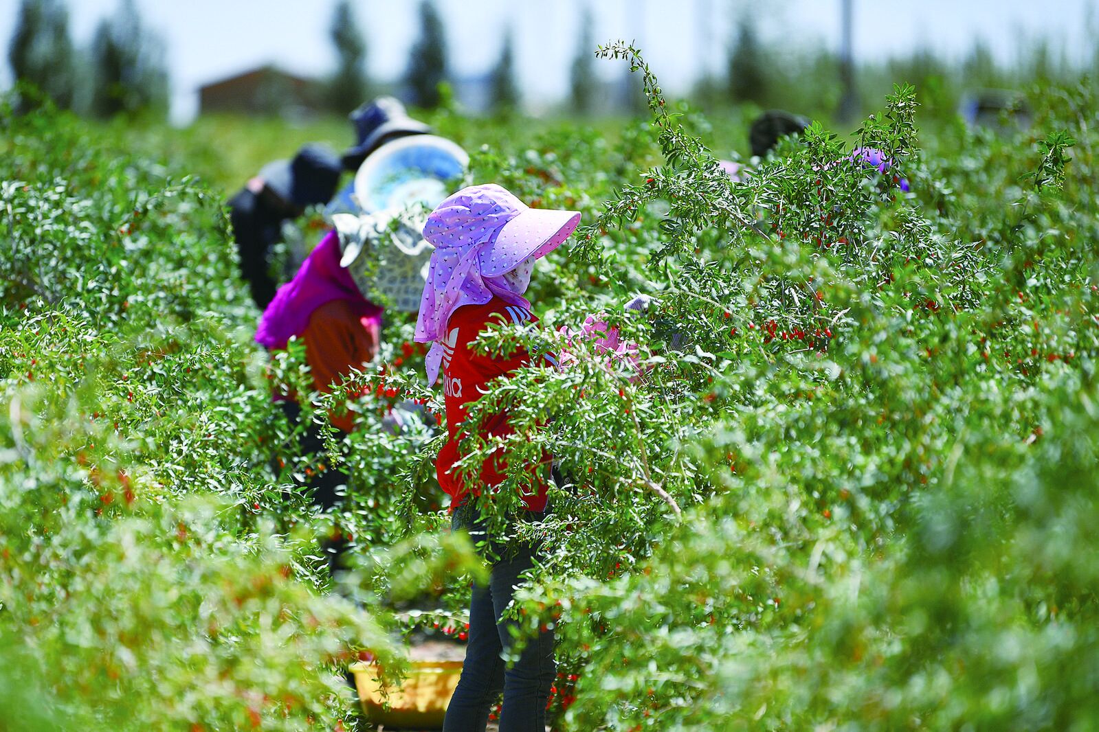 QQ�DƬ20240814061549