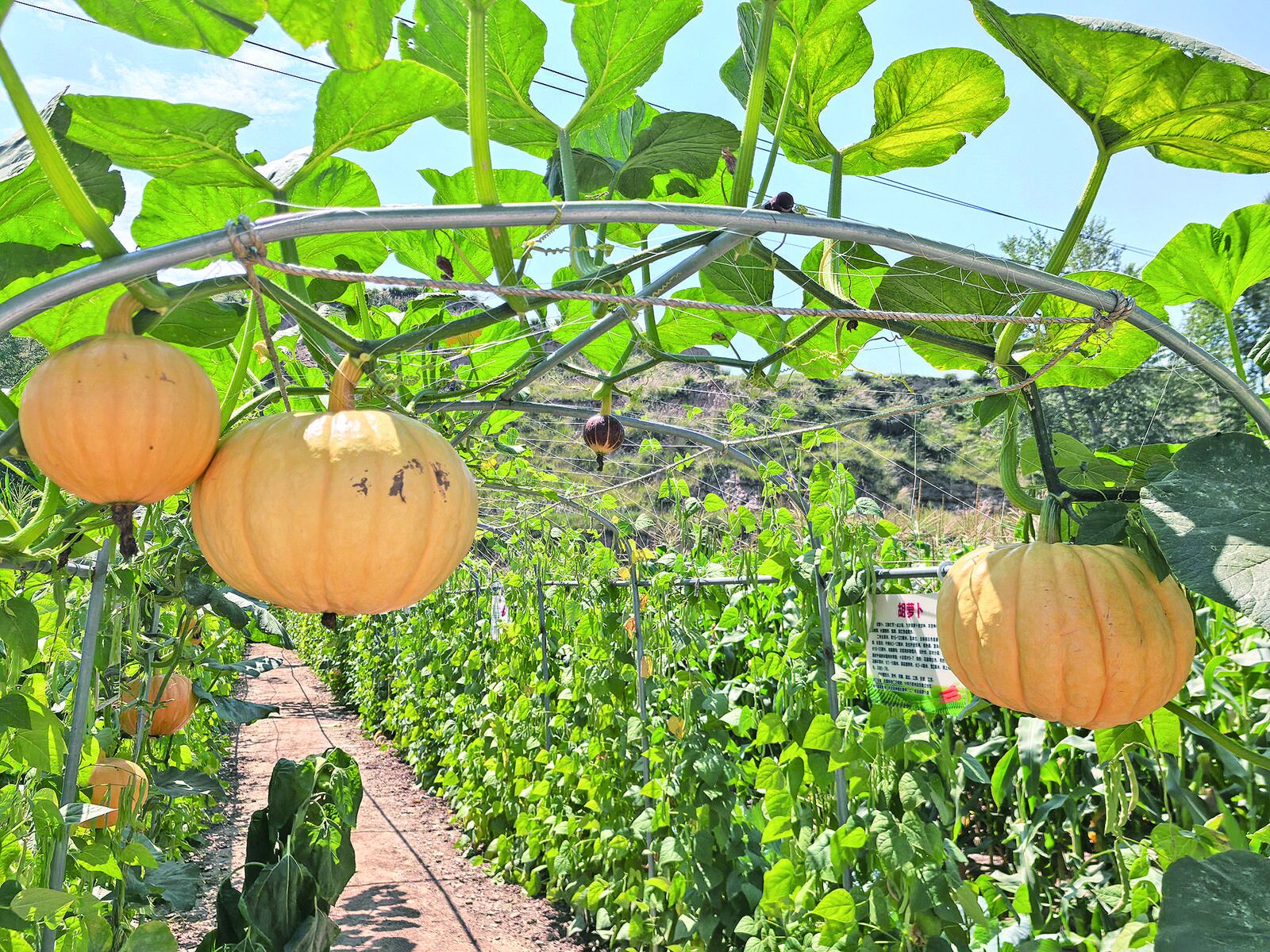 QQ�DƬ20240905061707