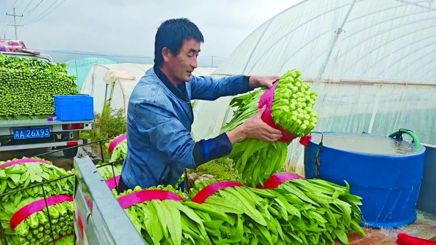 【鄉村振興在青海】蔬菜基地采收忙