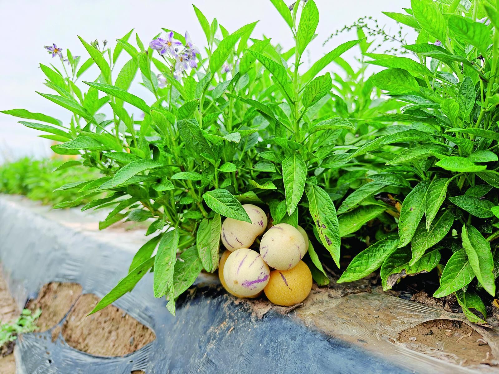 QQ�DƬ20241017061848