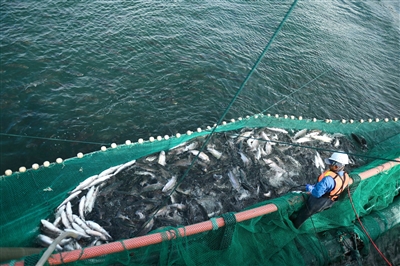 黃河水資源助力青海發展高原冷水魚產業