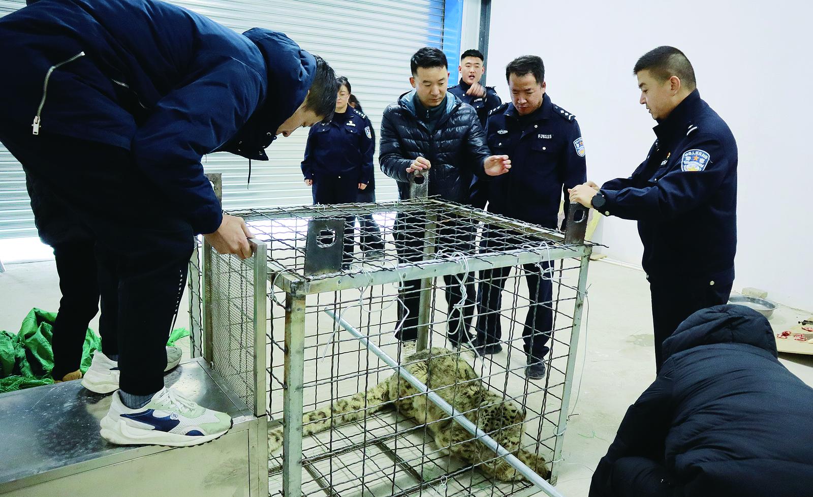大柴旦行委公安局救助一只被困雪豹