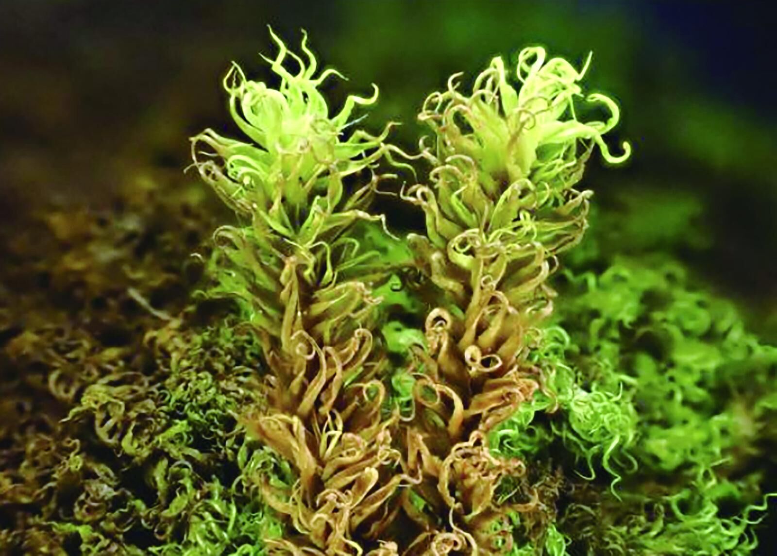 QQ�DƬ20241106061013