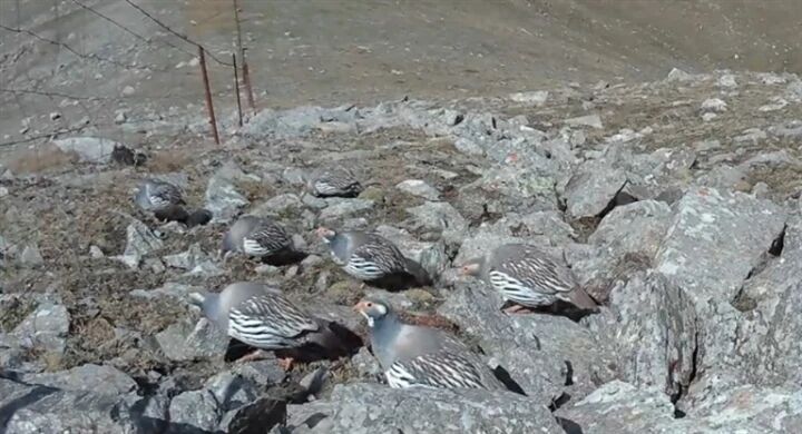 �������c���o�����l�l�F����ͨ