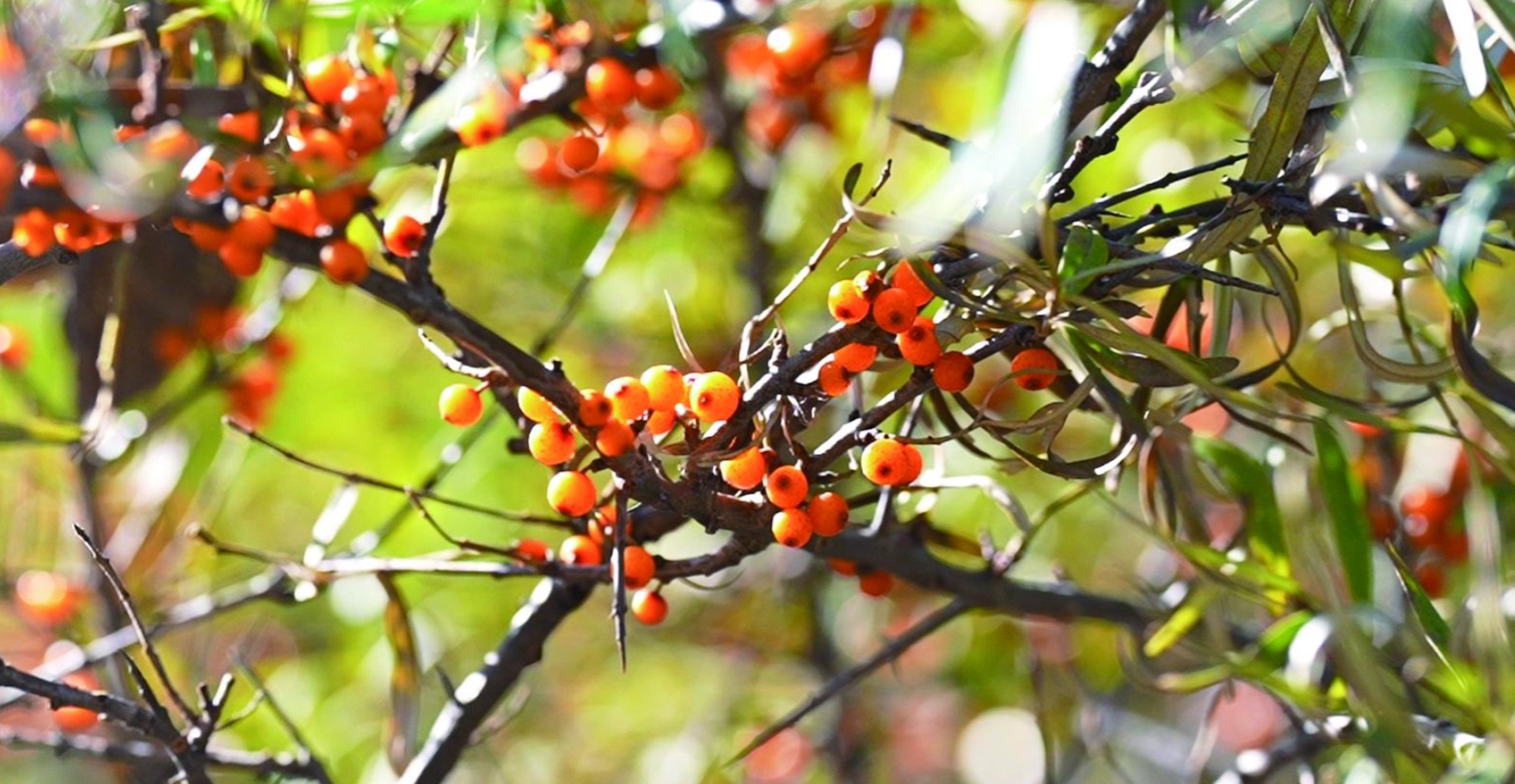 ΢�Ž؈D_20241118064940