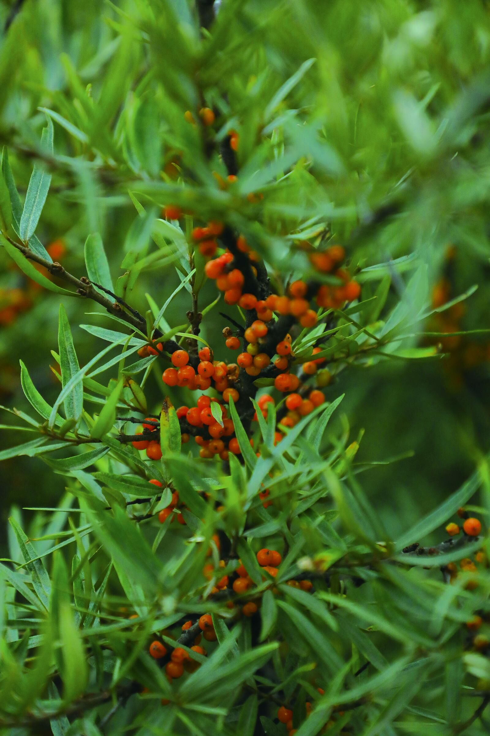 QQ�DƬ20241120054550