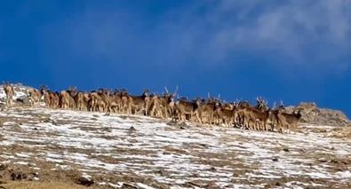 罕見!冬日黃河源頭出現白唇鹿混合大種群