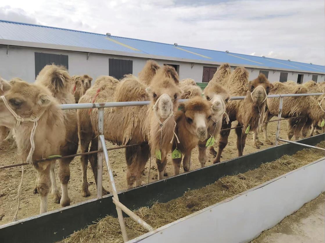 【圖說農(nóng)牧】青海烏蘭:銅普鎮(zhèn)“駝”起致富夢