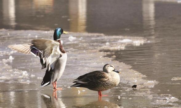 生態向好 近20種水鳥在西寧越冬