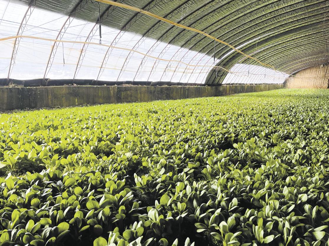 �ຣ�����������߲˹���(y��ng)�� ��ӯ����(ji��)���˻@�ӡ�