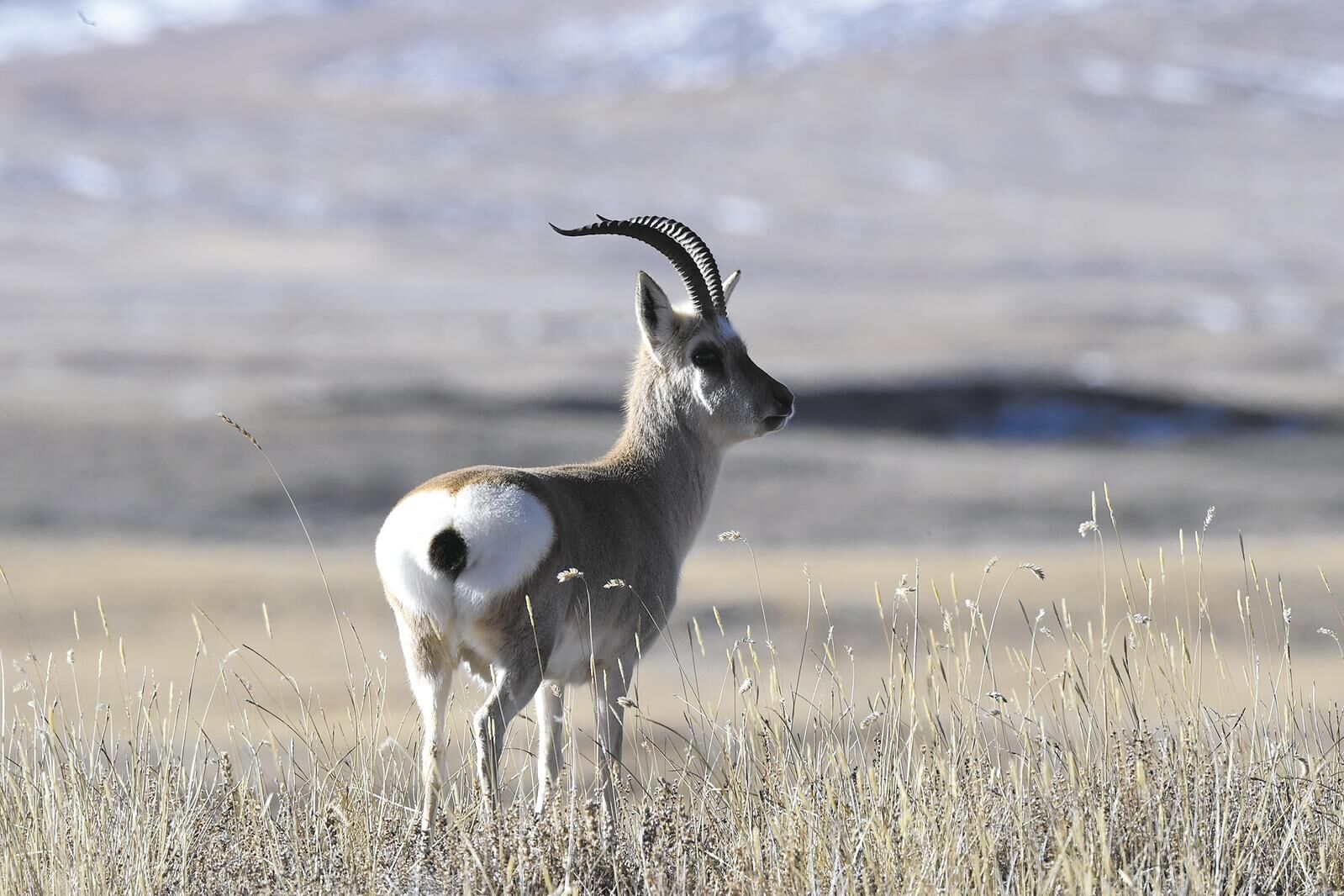 �������B(t��i)�����ߵ� ���o(h��)�õ�������O