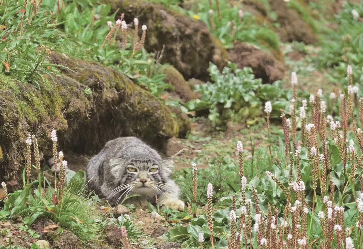 QQ�DƬ20250305063619