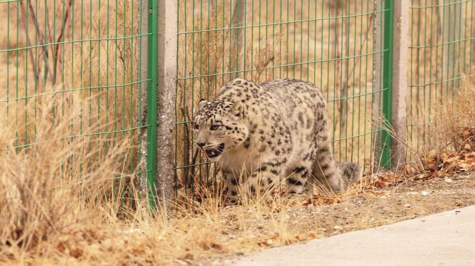 雪豹為何會(huì)在可魯克湖—托素湖現(xiàn)身