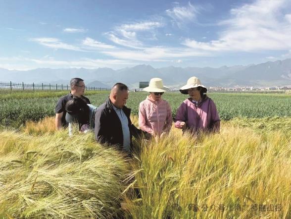 大地的女兒——記海北州農牧科研所主任安海梅