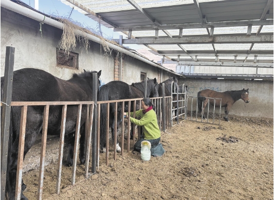 河曲草原:一桶馬奶“釀”出共富新路