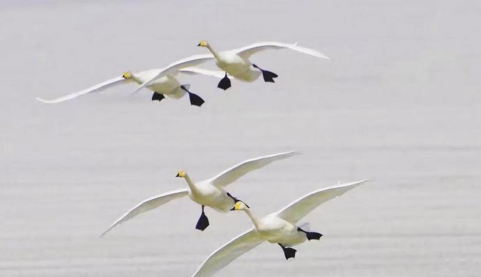 高原濕地變身“鳥兒天堂”