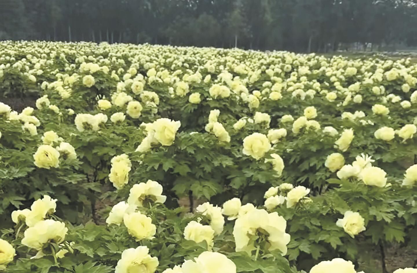 QQ�DƬ20250428053712