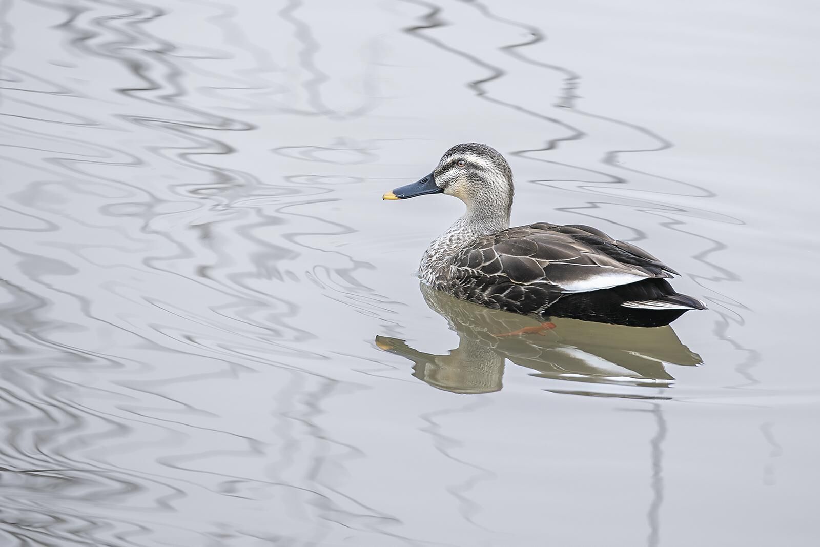 QQ�DƬ20250428060400