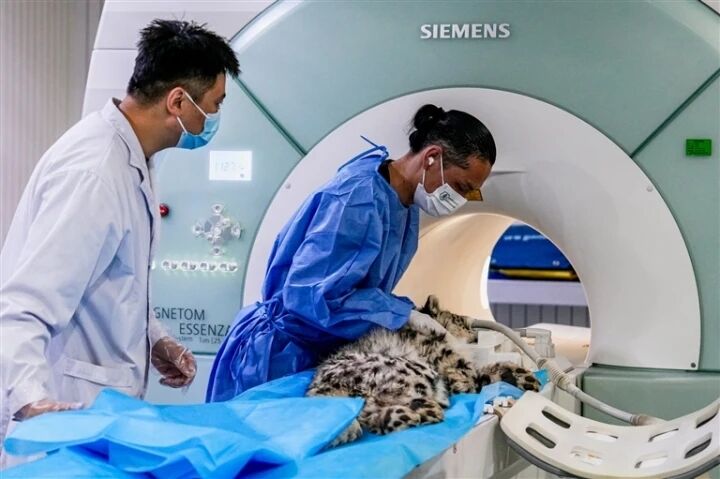 ��С�U���MRI�z�� �iǰ�������Դ扺�Ⱥ��װY