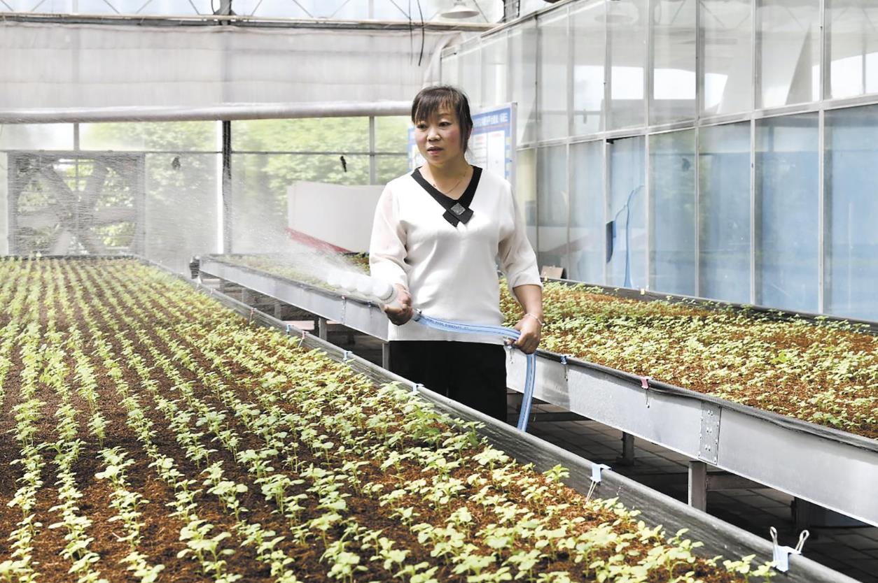 【堅(jiān)定信心 實(shí)干爭(zhēng)先】霧培“魔法”育薯苗 繪就豐收新圖景